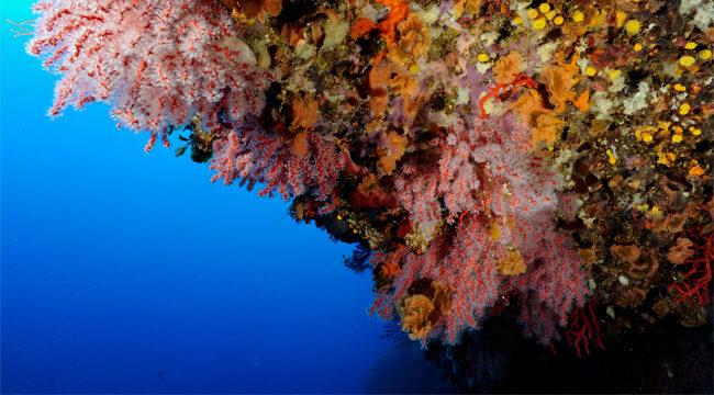 Suivis sur le long terme des populations de Corail rouge