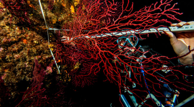 Monitoring the dynamics of gorgonian populations and associated communities