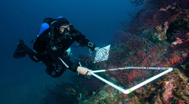 Suivi des populations de gorgones rouges (Paramuricea clavata) de la zone mésophotique supérieure en Méditerranée française